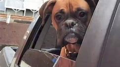 When your hungry and trying not to lese you because the drive thru isn't moving fast enough. #dog #reelsviralシ #virals #boxerpuppies #boxerdog #boxerdogcentral #boxerdogsofinstagram #boxerpuppy #boxerdogfans #boxergram #boxerdogs #boxerclub #boxerpup #boxerfamily | Boxer Fans