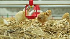 close up Day old poultry pullets baby chicks drink water from nipple drinkers in livestock farm straw bedding