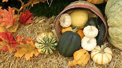 Can You Eat Decorative Gourds?
