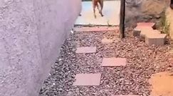 Pit Bull Skips to Walk Over Stepping Stones Amidst Pebbles on Ground