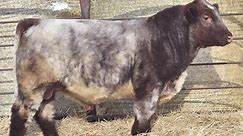 🎯 Lot 3 🎯 2024 On Target Sale... - Anwender Cattle Company