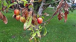 Bacterial burn of an apple tree: antibiotic treatment, photos, preparations * Gardening