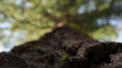 Pine Tree Details Stock Footage Video (100% Royalty-free) 2031865 | Shutterstock
