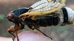 Two broods of cicadas expected in spring