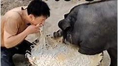 #pig #china #shanghai #chinesenewyear #travel #chinese #piggy #newyear #minipig #yearofthepig #food #beijing #2024 #piglet #chinesefood #girls #vegan #instagood #happynewyear #travelphotography #paris #你好烏龍 #cny #dubai #art #中国 #travelblogger #pigs #pork #healthyfood | សុឹង ថា