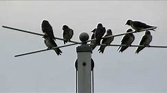 Purple Martins Hanging out on an overcast cool day in 2018