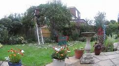 Pruning The Old Apple Tree - August 2023