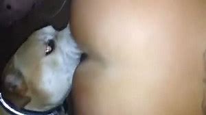 Tiny puppy feasts on wanting amateur whores cunt in this homemade zoo fetish porn footage