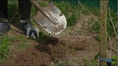 A woman in the garden uses a shovel to dig a hole for planting a raspberry bush. In spring, a woman plants a raspberry bush in her garden. Concept of planting a raspberry bush.