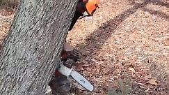 DANGEROUS TREES! Severe Lean, How to fell a tree w
