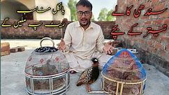 Sindhi black pheasant chick sale / 🦃