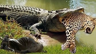 Leopard VS Crocodile ,see the bloody scene how the crocodile devoured this savage animal