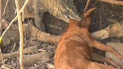 Komodo Dragon Kills Goat Alive