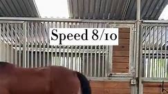 Rating our horses walking speed!😂... - Sweetbeau Horses