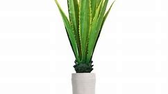69" Agave, Indoor/outdoor in Fiberstone Planter - White - Bed Bath & Beyond - 26268882
