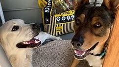 California dog owners make ‘secret door’ for pet ‘best friends’ to have regular playdates