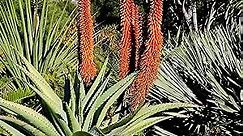 QAUZUY GARDEN Aloe Vera Seeds, 5 Premium Non-GMO Seeds, Perennial Tropical Exotic Evergreen Succulent Plant, Drought-Tolerant, Fragrant, Striking Succulent Plant