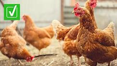 Yes, humans can get the H5N1 bird flu, but it’s rare