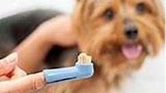Brosser les dents de son chien : fréquence, matériel, conseils...