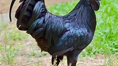 Rare all black rooster & hens. So beautiful 😍 | Jenny Roberts-Day