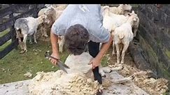 #wool #sheep #shearing #asmr #summerjobs #lambs #animalcare #hardwork #farmlife #satisfying #reels #sheepfarm #sheepshearing #shearingshed #trendingreels #shearingiscaring #sheepoftiktok #shearingsheep #fyp #sheep #reels2024 #shearing | Funn yaa