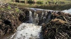 Beaver Dam Drained Restoring the Flow