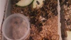 feeder insects (mealworm darkling beetles)