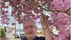 Prunus ‘Kanzan Flowering cherry #blossom #floweringcherry #trees #tree #treelovers #plants #garden | Dave The Plantman