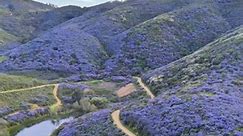California lilac (ceanothus) is all over northern part of San Diego County right now! (filmed on Friday 03/22/24) There are two trails in this video: 💜 South Discovery Lake in San Marcos (with the lake) - 2 mi loop, easy. 💜 Nighthawk Trail in Poway (with the narrow purple tunnel) - 3 mi loop, moderate, rocky. Please always remember to leave no trace: explore responsibly, pick up all waste, don't disturb nature and be considerate of others 💚 Check out my California map for more unique destinat