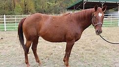 Union, MO - Quarterhorse. Meet DELTA a Pet for Adoption - AdoptaPet.com