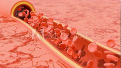 Red blood cells flowing in a cross section of an artery above a capillary bed. 3d animation