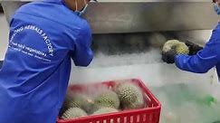 IQF Durian fruits by nitrogen at Mekong Herbals
