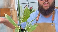 Planting Giant Milkweed for Monarch... - Texas Garden Guy