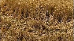 गेहु कटाई ...#harvest #farming #shortvideo #viral #kheti #punjabi