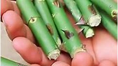 886_Easy peasy Hormone Rooting 🪴#garden #bonsai #gardening #gardenproject #grafting #wabisabi #wabisabigarden #gardendes | Louis Reide