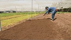 Use a tiller to dig the soil and prepare to sow jute vegetable seeds
