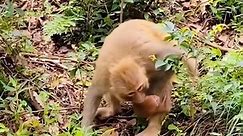 These mother monkeys criticized the baby monkey for being to dirty, so she rudely wiped the baby's body