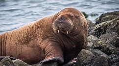 'Nederlandse' walrus Freya afgemaakt door Noorse autoriteiten
