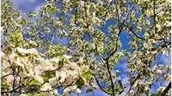 하늘이 맑고 푸르던 사월 , 산딸나무(Kousa Dogwood) 꽃잎이 바람곁에 나비처럼 허공에서 날개짓 하고...