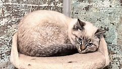 Paducah, KY - Siamese/Domestic Shorthair. Meet Sugar Ray a Pet for Adoption - AdoptaPet.com