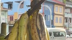 Where Do Huge Bananas Grow? #GiantFruit #TropicalDelights #BananaFacts #BigBananas #ExoticFruit #BananaMysteries #TropicalWonders #ExploringBananas #FruitAdventures | Factorium World