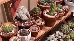 Leuchtenbergia principis 🤩 #sonoracactus #ferocactus #obregonia #echinocereus #agave #leuchtenbergiaprincipis #cacto #cactusysuculentas #cactos #cactuslover #cactus🌵 #cactus #cactusinhabitat #astrophytum #echinocactus #cactuslove #cactuslovers #cactuslife #trichocereus #desertgarden #rareplantscollector #cacti #cactüs #desertplants #cactusblossom #welovecacti #cactalicius #cactusplanet