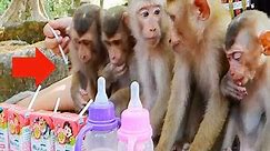 Very Very Spoiled New Abandoned Monkey Scramming Shaking Head During Waiting KT Feeding Milk