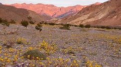 Death Valley in California is now covered with colorful wildflowers in bloom: What to know