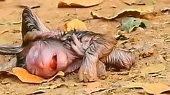 Cruel Mother Monkey Heartlessly Let Baby Monkey Fall From Tree To The Ground, Will Baby Monkey Die #Monkeyvideos