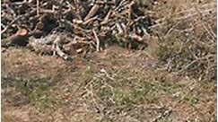 We sell Firewood Babe🤣 #firewoodforsale Call/WhatsApp 0833194738 | Lubabalo Bunu