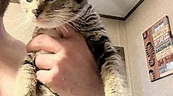 Union, MO - Domestic Shorthair. Meet Cleo a Pet for Adoption - AdoptaPet.com