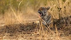 Tiger Female Resting Her Nature Habitatwild Stock Footage Video (100% Royalty-free) 18488317 | Shutterstock