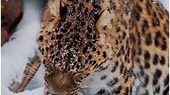 Himalayan Snow Leopard 🐆... - DestinAsia Travel Solutions