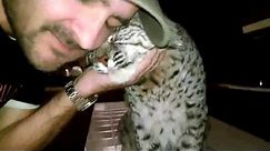 Pet Bobcat gets kisses